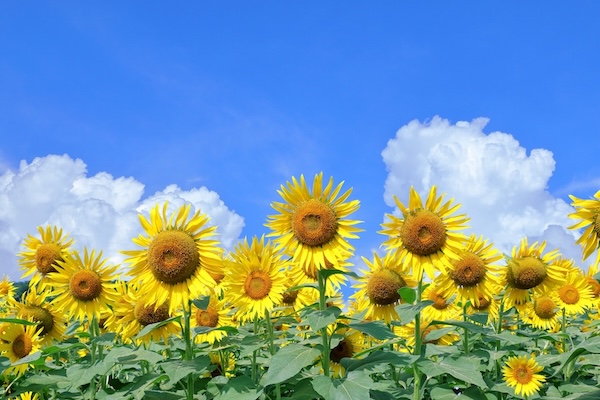 夏のひまわり畑